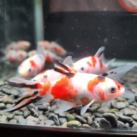 国産　桜コメット8㎝±（長尾養魚場産）