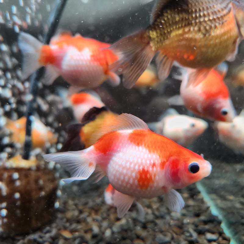 国産 ピンポンパール7㎝± | 金魚・クワカブ専門店 祭-matsuri-