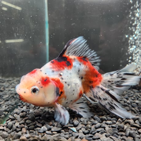 国産　上物東錦17㎝± （志村養魚場産）