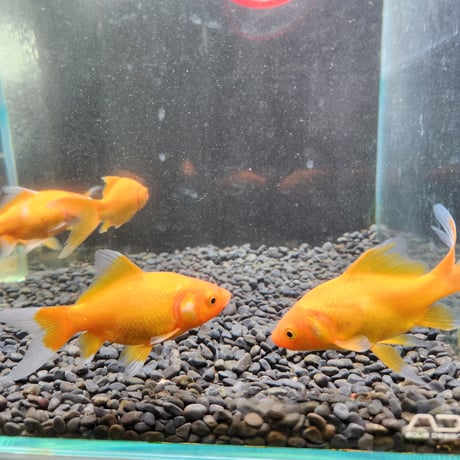 国産　イエローコメット10㎝±【荻野養魚場産】