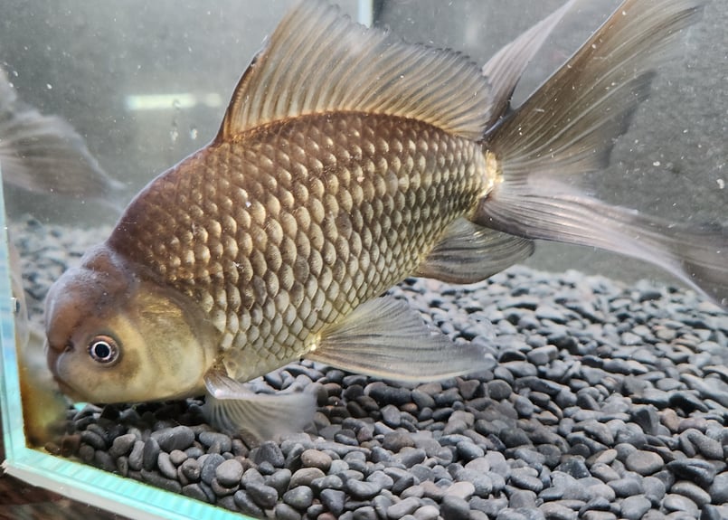 陶器 鉢 オランダ獅子頭 金魚 蟹 小物入れ キャンディポット Amazon.co.jp: 金魚鉢 陶器 おしゃれ[染付 赤絵 金魚柄 アジアン