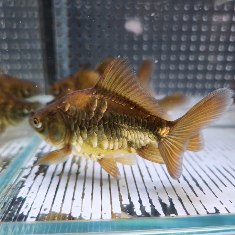 くまごろう様8【1907】ドラゴン5体 ドラゴン 62cm [457-NM009] - 56,100円 : 家具の大使館 横山家具