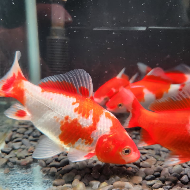 国産 ミロク和金（フナ尾）10～13㎝±【良福観賞魚産】 | 金魚•クワカブ