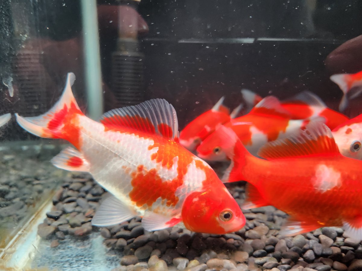 国産 ミロク和金（フナ尾）10～13㎝±【良福観賞魚産】 | 金魚•クワカブ