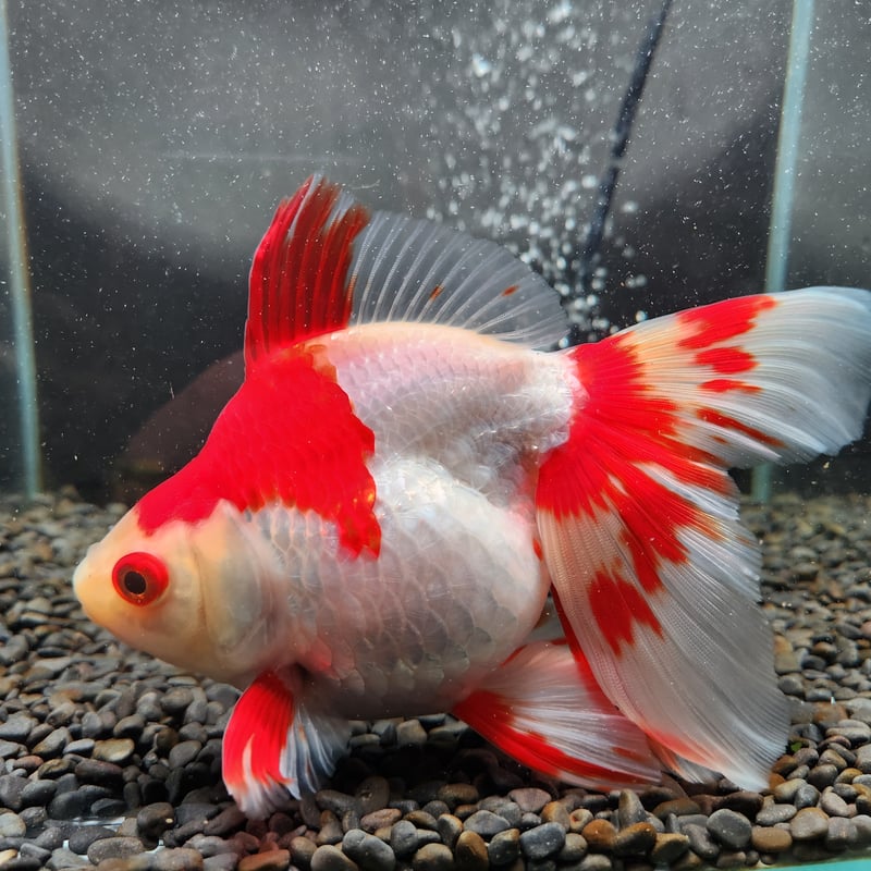 国産 更紗琉金18㎝± | 金魚・クワカブ専門店 祭-matsuri-