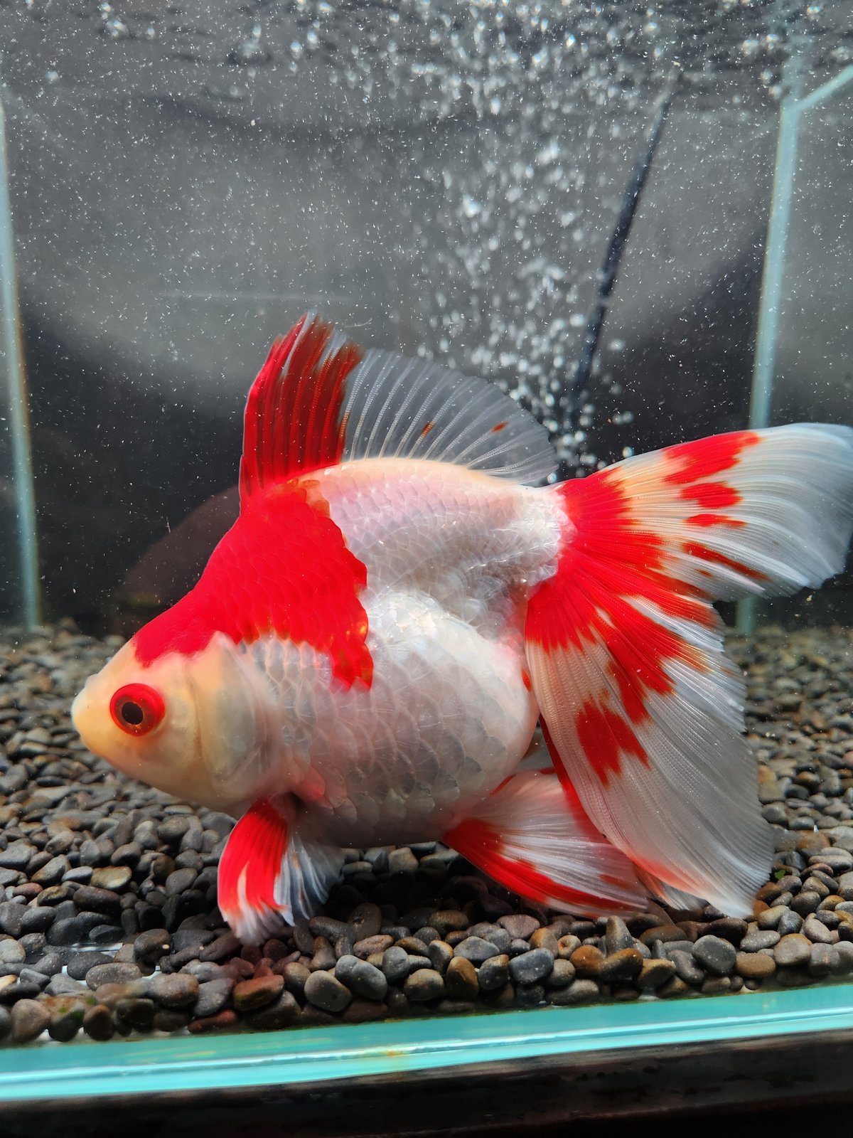 国産 更紗琉金18㎝± | 金魚・クワカブ専門店 祭-matsuri-