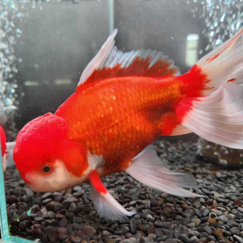 国産 ジャンボオランダ獅子頭21㎝± | 金魚・クワカブ専門店 祭-matsuri-