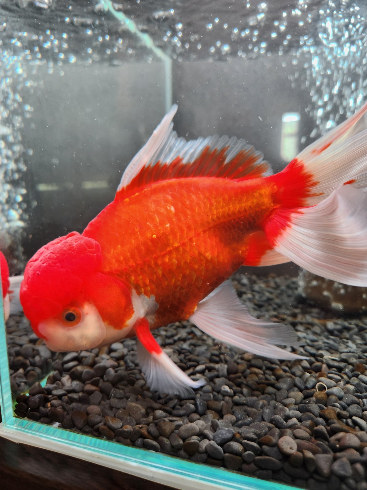 獅子頭 国産 ジャンボオランダ獅子頭21㎝± | 金魚・クワカブ専門店 祭