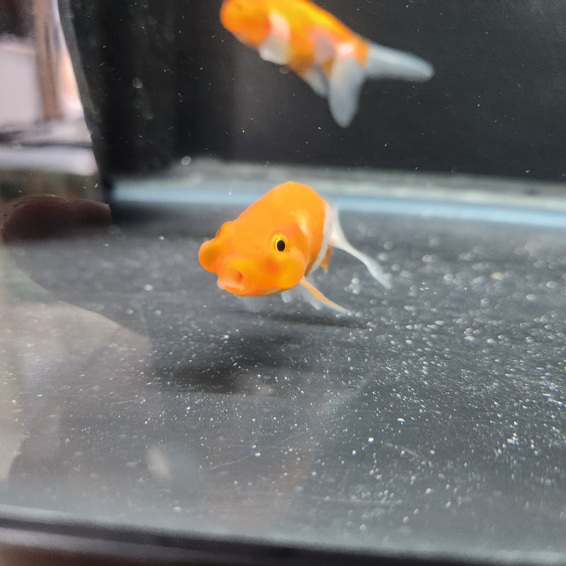 伊万里焼　盃洗　可愛い金魚文　水玉・藻・二匹の金魚　状態良好美品 伊万里焼 盃洗 可愛い金魚文 水玉・藻・二匹の金魚 状態良好美品