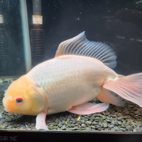 国産　ジャンボ獅子頭31㎝±