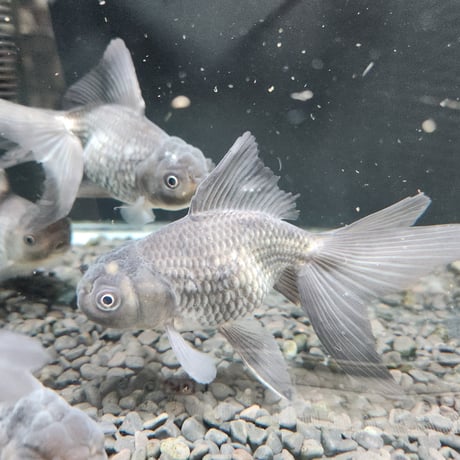 国産　青文魚13㎝±