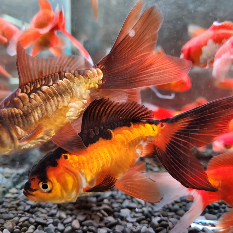 国産 ドラゴンスケールジャンボ獅子頭14㎝± | 金魚•クワカブ専門店 祭