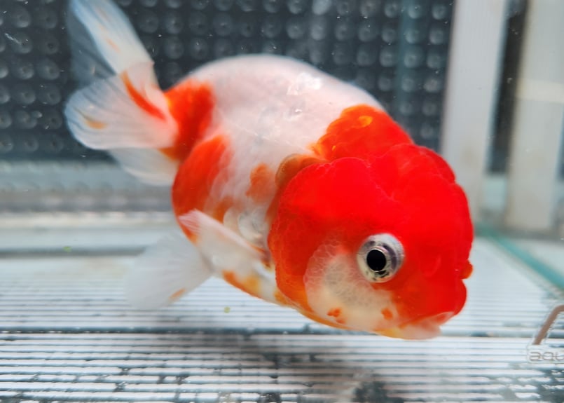 国産 桜錦10㎝± | 金魚・クワカブ専門店 祭-matsuri-
