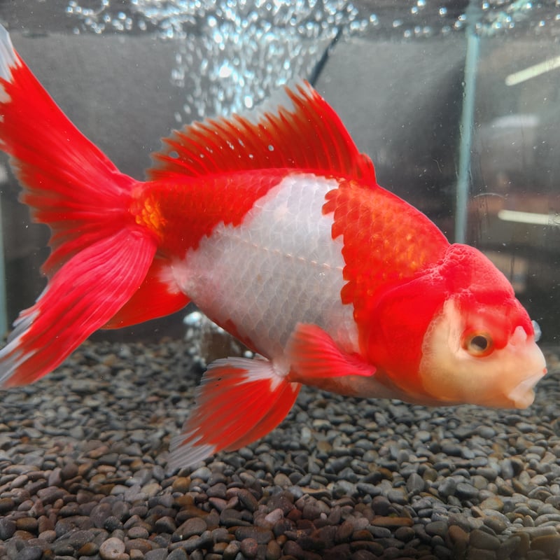 国産 ジャンボオランダ獅子頭20㎝± | 金魚・クワカブ専門店 祭-matsuri-