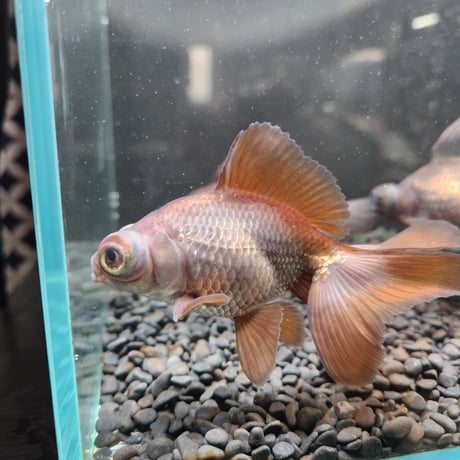 中国産　瑪瑙蝶尾12㎝±