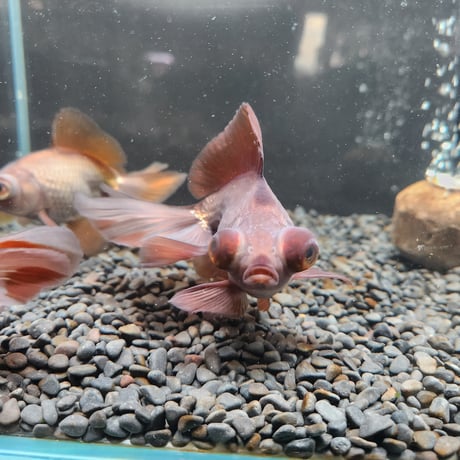 中国産　瑪瑙蝶尾12㎝±