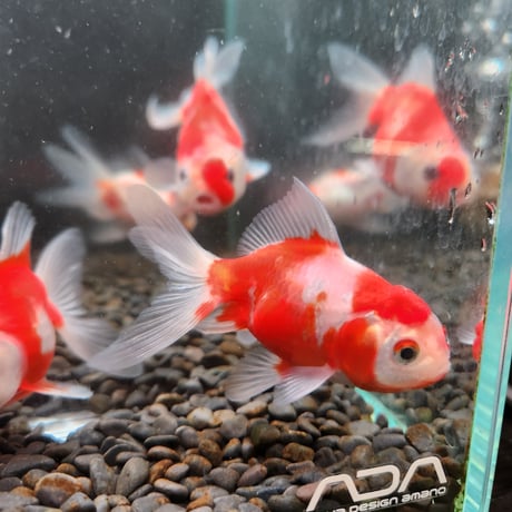 国産　桜東錦10㎝± 【志村養魚場産】