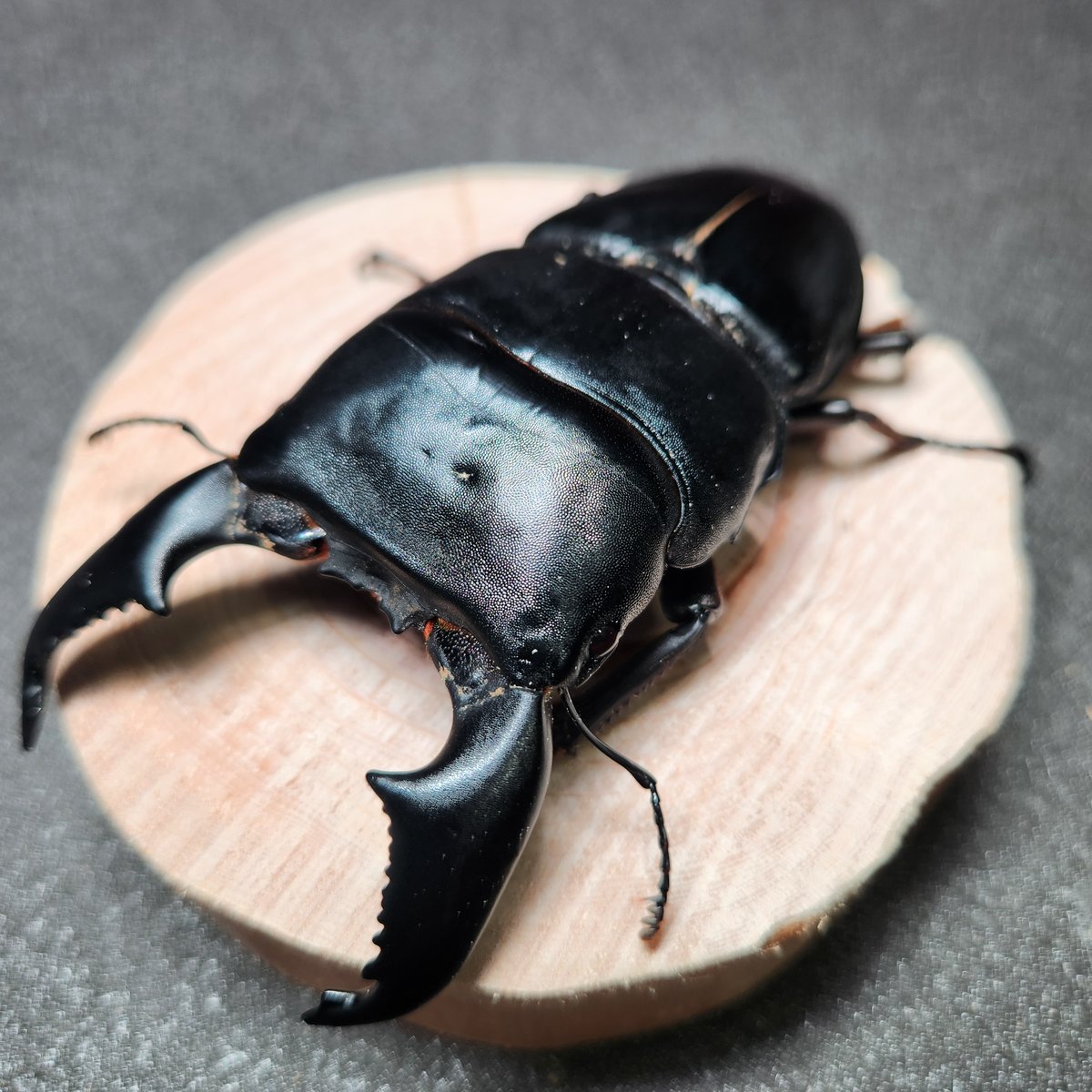 750mmオーバー1000mm世界のクワガタオオクワガタヒラタクワガタなど21
