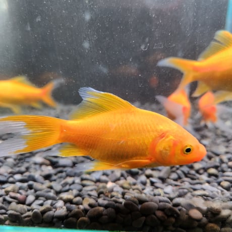 国産　イエローコメット10㎝±【荻野養魚場産】