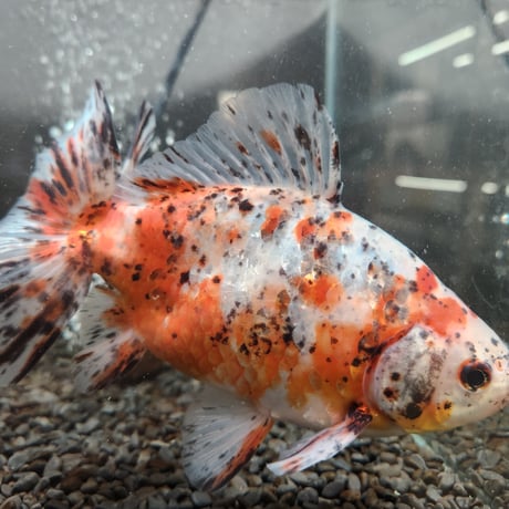 国産　江戸地金18㎝±（志村養魚場産）