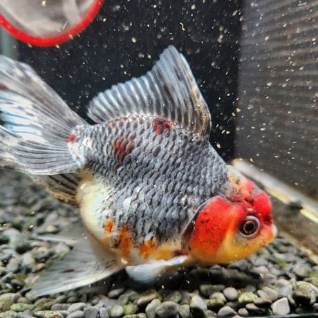国産　五色東錦14㎝±（志村養魚場産）