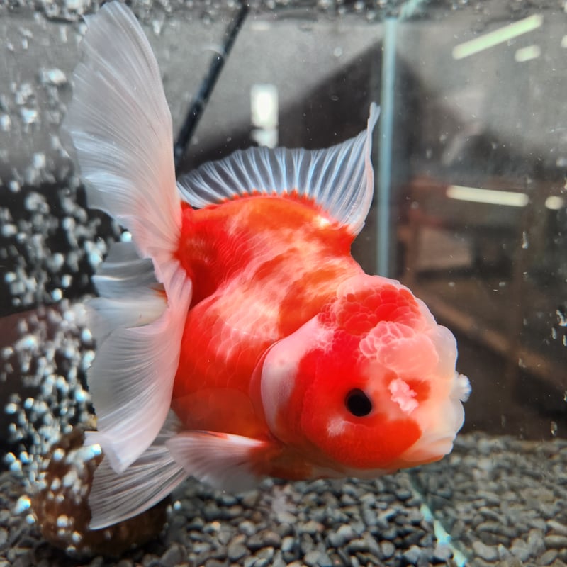 タイ産 ショートローズテールオランダ13㎝± | 金魚•クワカブ専門店 祭