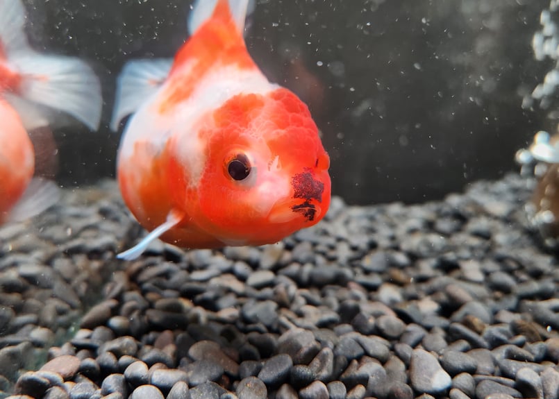 金魚鉢型　オイルランプ　かきあげ　波状紋　約４６cm コバルト　赤橙 水鉢 大型 10号 寿 火鉢 鉢カバー プランターカバー プランター