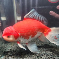 国産　上物ジャンボ獅子頭31㎝±