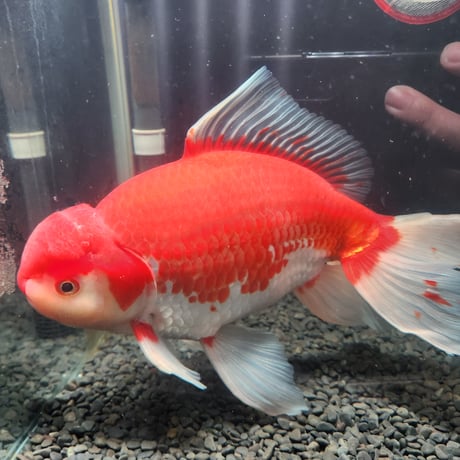 国産　上物ジャンボ獅子頭31㎝±