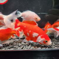 国産　ミロク和金9～12㎝±【良福観賞魚産】