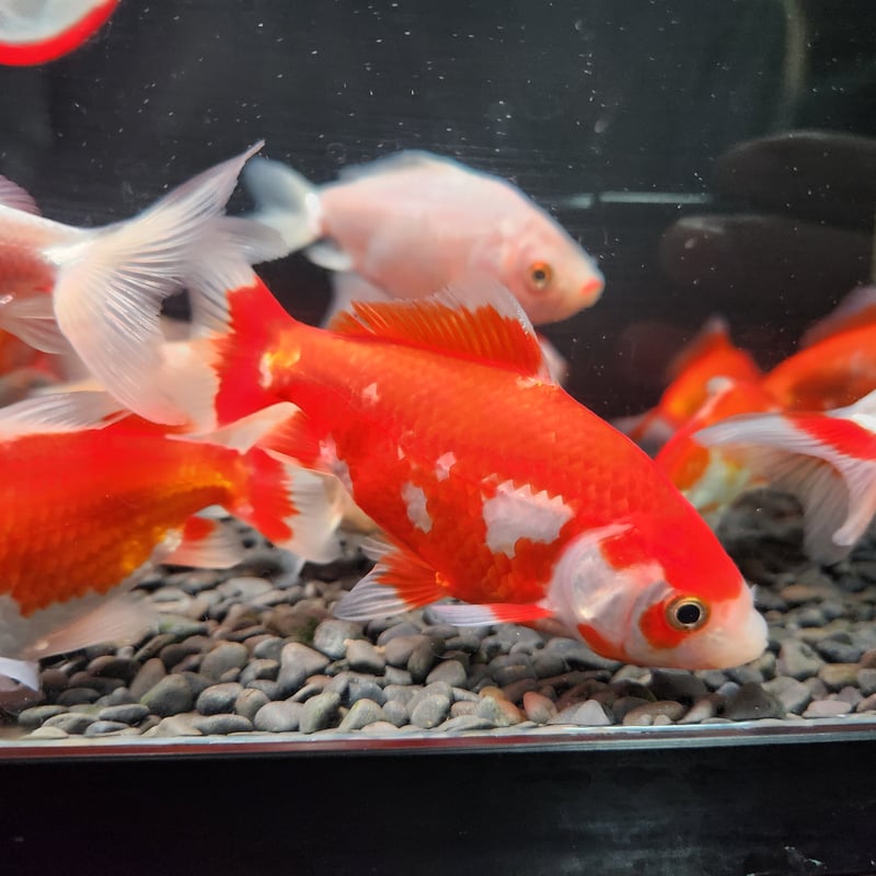 国産 ミロク和金9～12㎝±【良福観賞魚産】 | 金魚•クワカブ専門店 祭