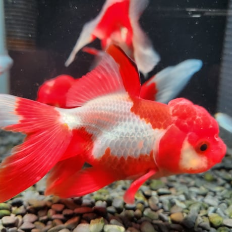 国産　飯田オランダ獅子頭13㎝±