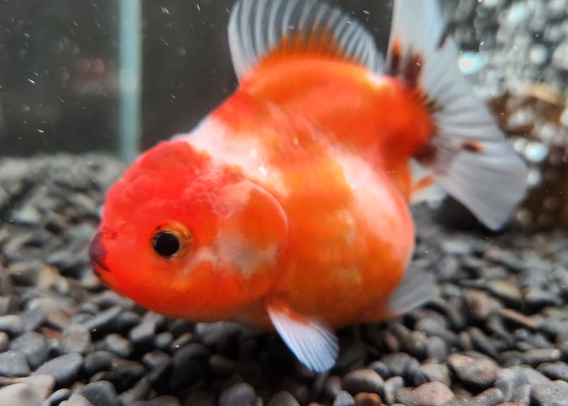 おとうふさん❣️オーダ－品6点おまとめ タイ産 ショートテールオランダ9㎝± | 金魚・クワカブ専門店 祭