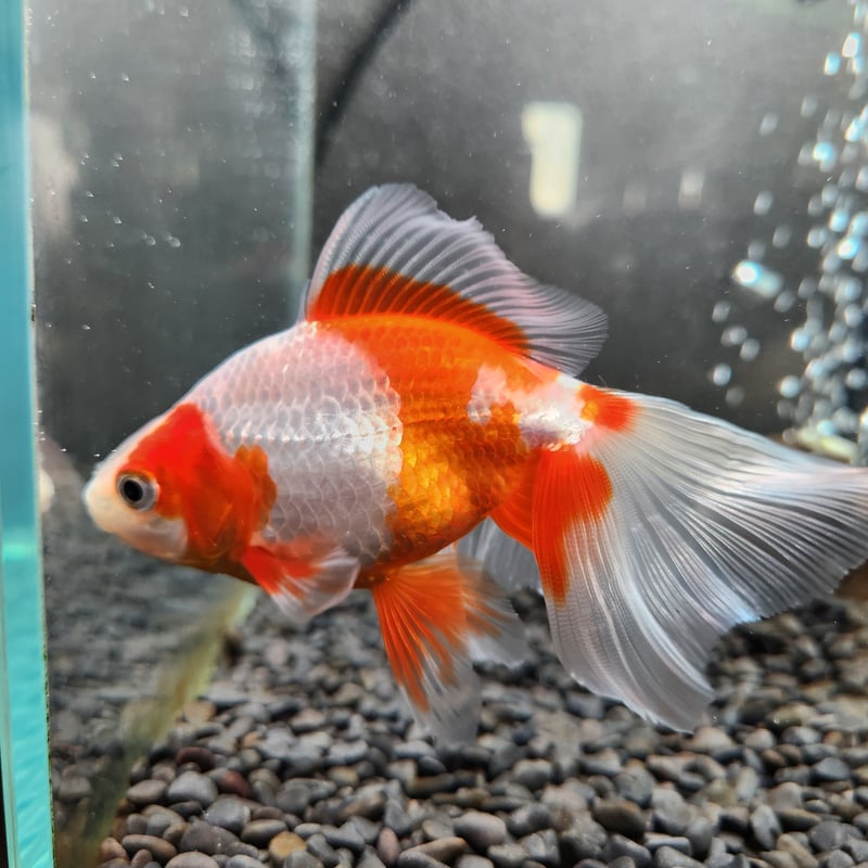 国産 更紗東海錦14㎝± | 金魚・クワカブ専門店 祭-matsuri-