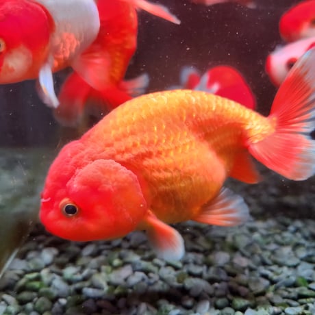 国産　らんちゅう11㎝±（志村養魚場産）