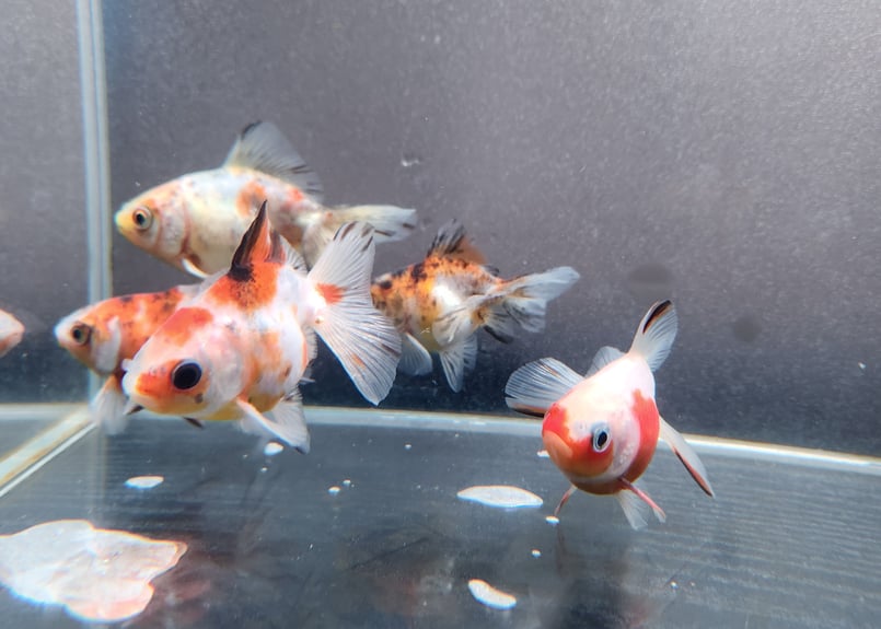 国産 キャリコ土佐金8㎝±（向坂産） | 金魚・クワカブ専門店 祭