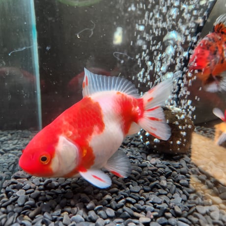 国産　上物隼人錦14㎝±