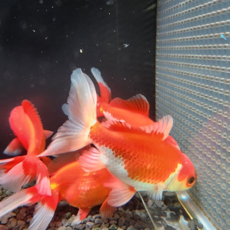 国産　ジャンボ獅子頭15㎝±