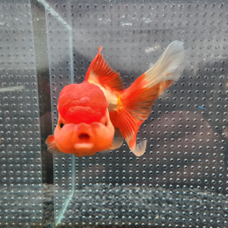 国産 オランダ獅子頭17㎝± （飯田産） | 金魚・クワカブ専門店