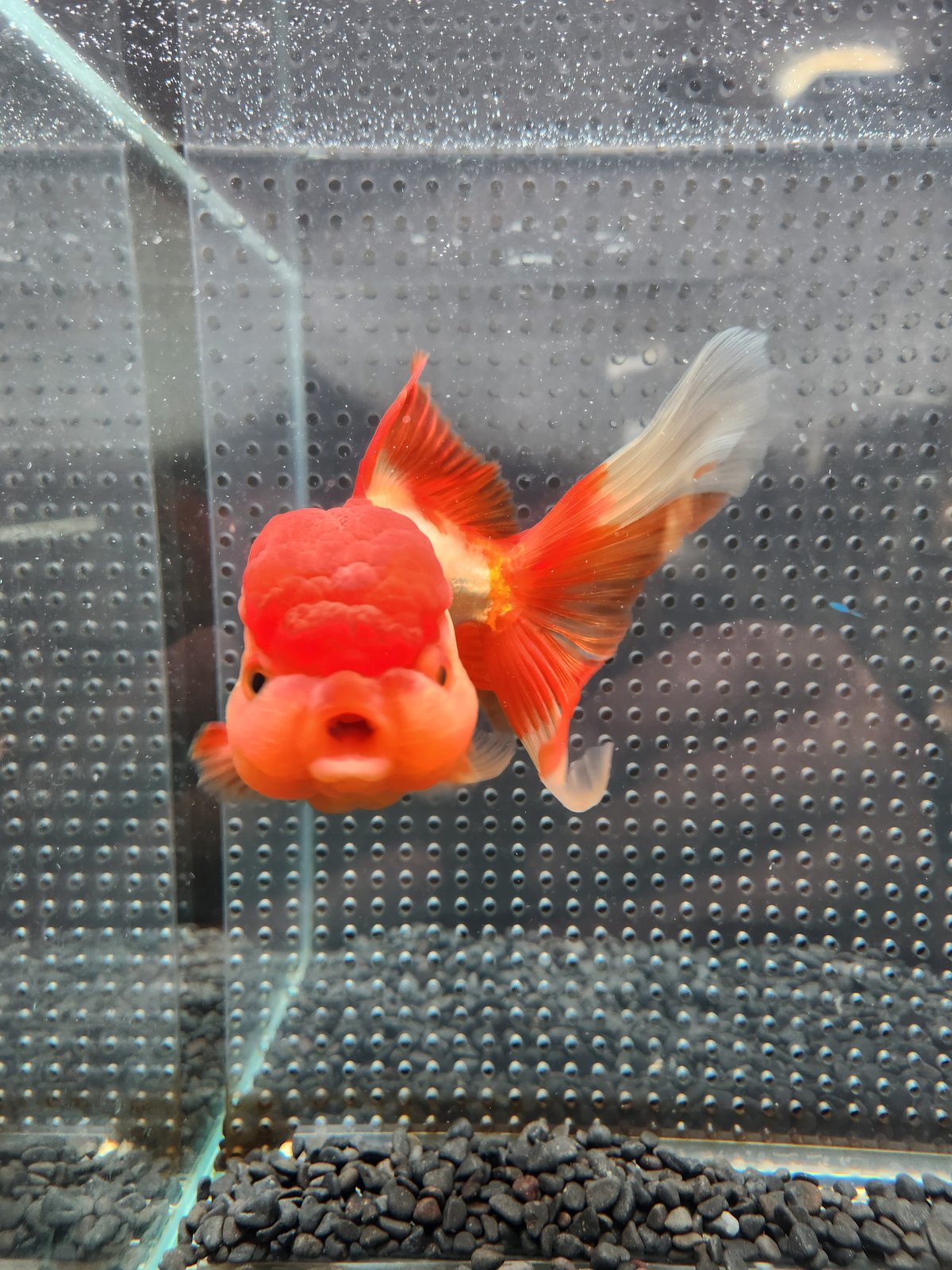 獅子頭 国産 オランダ獅子頭17㎝± （飯田産） | 金魚・クワカブ専門店