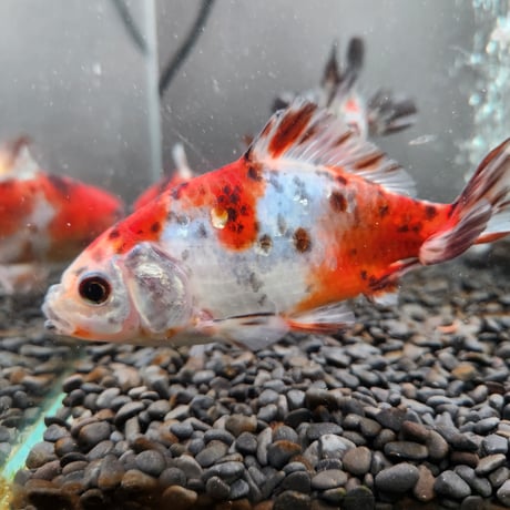 国産　キャリコ和金12～14㎝± （志村養魚場産）