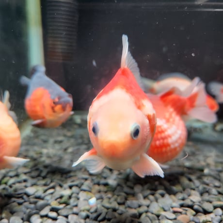 国産　ピンポンパール6～10㎝±