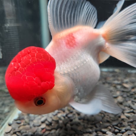 国産　上物飯田高頭丹頂17㎝±