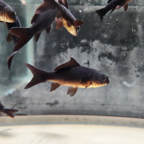 国産　ブラックコメット5～9㎝±（良福観賞魚産）