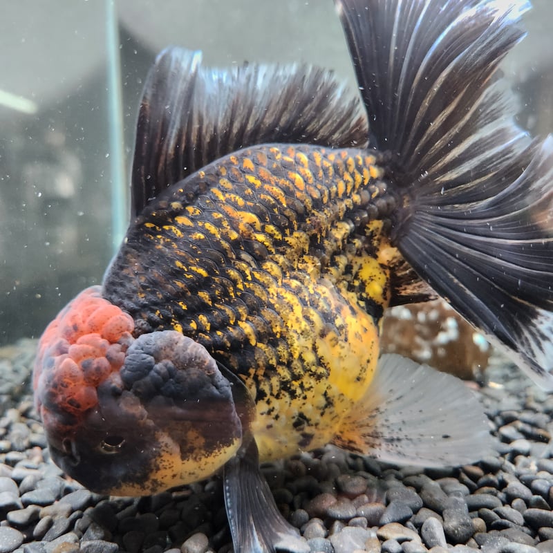 タイ産 ローズテールオランダ16㎝± | 金魚•クワカブ専門店 祭