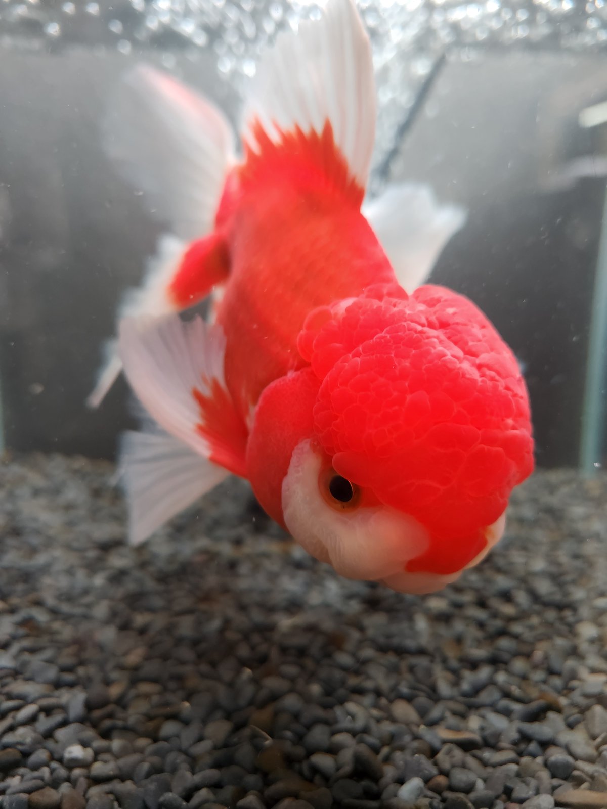 国産 ジャンボオランダ獅子頭21㎝± | 金魚・クワカブ専門店 祭