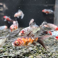 国産　銀鱗・墨朱文金8㎝± （長尾養魚場産）