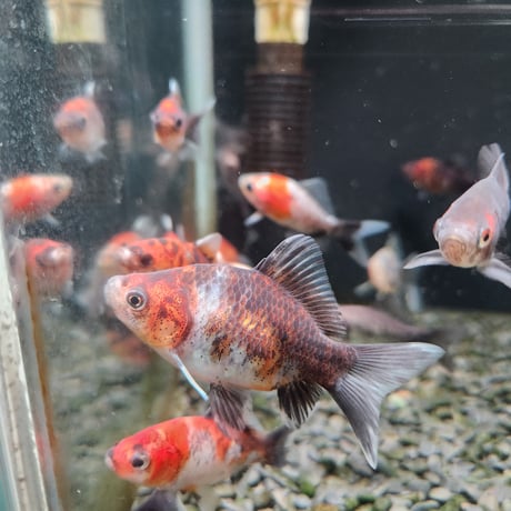 国産　変わりフナ尾和金5㎝±（和金魚ハルちゃん産）※先着2名様にハルちゃんオリジナルステッカー付