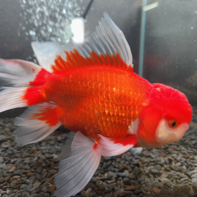 獅子頭 国産 ジャンボオランダ獅子頭21㎝± | 金魚・クワカブ専門店 祭