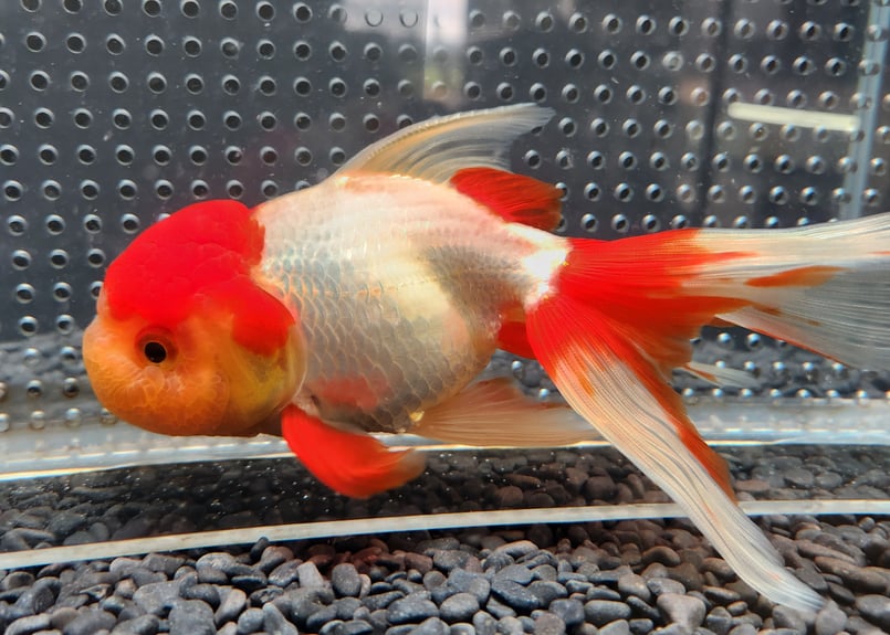 国産 オランダ獅子頭17㎝± （飯田産） | 金魚・クワカブ専門店